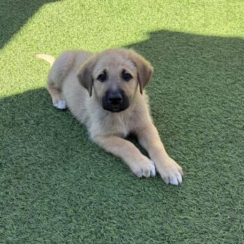 Shepherd and Mixed Breed Dogs Available for Adoption - Shamrock 7834 | PetCurious