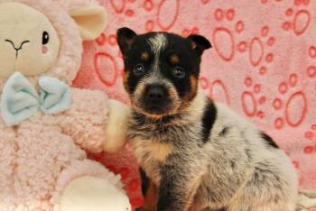 Australian Cattle Dog Blue Heeler Dogs Available for Adoption - CROISSANT | PetCurious