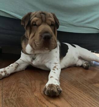 Bentley Courtesy Post -  Shar Pei and Beagle Dog for Adoption in Mendham, New Jersey - Bentley Courtesy Post | PetCurious