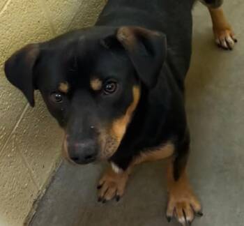 DANIEL -  Basset Hound and Rottweiler Dog for Adoption in Elizabethton, Tennessee - DANIEL | PetCurious