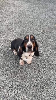 Ted -  Basset Hound Dog for Adoption in Brewster, New York - Ted | PetCurious