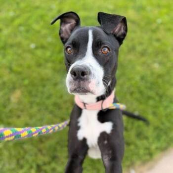 Nala -  Mixed Breed Dog for Adoption in Davenport, Iowa - Nala | PetCurious