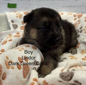 Rescue German Shepherd Dog Dogs for Adoption in Pleasant Hill, California - Lindor | PetCurious