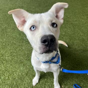 Bolt -  Labrador Retriever Dog for Adoption in West Palm Beach, Florida - Bolt | PetCurious