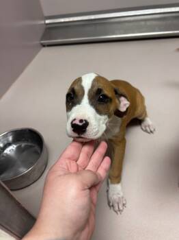 Rescue Mixed Breed Dogs for Adoption in Sherwood, Arkansas - Cheese | PetCurious