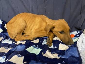 Doberman Pinscher and Mixed Breed Dogs Available for Adoption in Modesto, California - A610024 | PetCurious