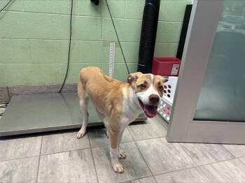 RIHANNA -  Labrador Retriever and Mixed Breed Dog for Adoption in Grand Prairie, Texas - RIHANNA | PetCurious