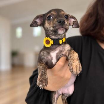 Molasses -  American Staffordshire Terrier and Chihuahua Dog for Adoption in Tampa, Florida - Molasses | PetCurious