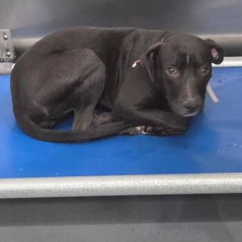 Cani -  Mixed Breed Dog for Adoption in Memphis, Tennessee - Cani | PetCurious