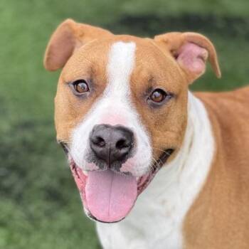 Pit Bull Terrier Dogs Available for Adoption - Macarron | PetCurious