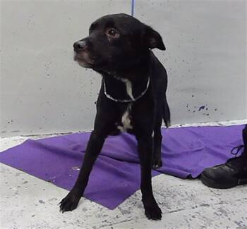 TED -  Staffordshire Bull Terrier and Mixed Breed Dog for Adoption in Houston, Texas - TED | PetCurious