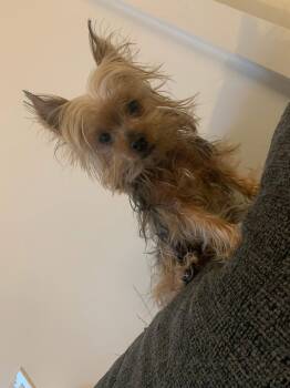 Yorkshire Terrier Dogs Available for Adoption - Frankie | PetCurious