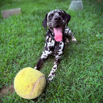 Dalmatian Dogs Available for Adoption in Greensboro, Georgia - Raider | PetCurious