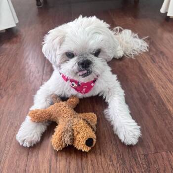 Charlie -  Shih Tzu Dog for Adoption in Ramona, California - Charlie | PetCurious