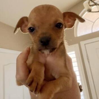 Chubs -  Chihuahua and Mixed Breed Dog for Adoption in Las Vegas, Nevada - Chubs | PetCurious