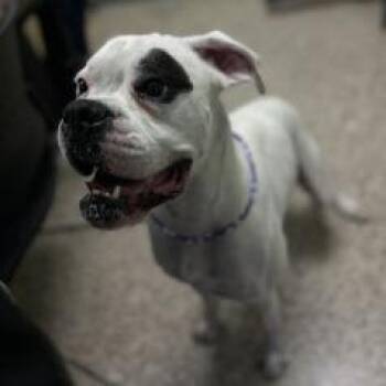 Jax (SQ 26-078) -  Boxer and Mixed Breed Dog for Adoption in Bullhead City, Arizona - Jax (SQ 26-078) | PetCurious