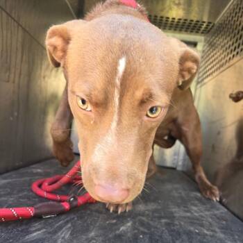 Zoe -  Pit Bull Terrier Dog for Adoption in Birmingham, Alabama - Zoe | PetCurious