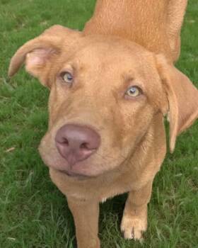 Kinger -  Mixed Breed Dog for Adoption in Taycheedah, Wisconsin - Kinger | PetCurious