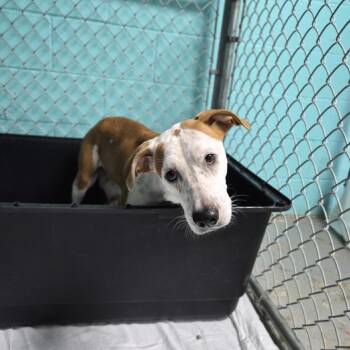 Lilac -  Coonhound Dog for Adoption in Wahiawa, Hawaii - Lilac | PetCurious