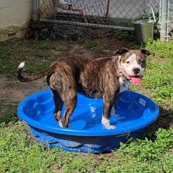 Magnolia -  Mixed Breed Dog for Adoption in Lake Panasoffkee, Florida - Magnolia | PetCurious