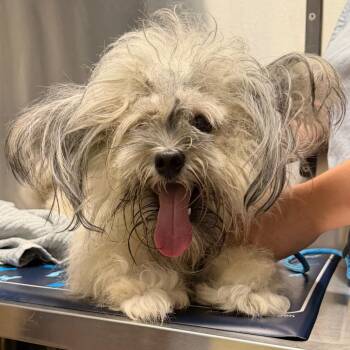 Valentino -  Shih Tzu and Lhasa Apso Dog for Adoption in Providence, Rhode Island - Valentino | PetCurious