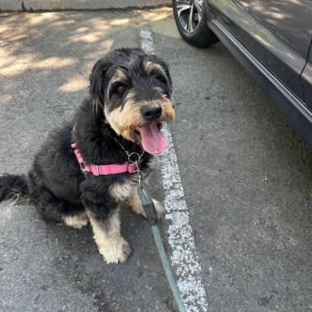 Mallory -  Schnauzer and Poodle Dog for Adoption in Lemoore, California - Mallory | PetCurious