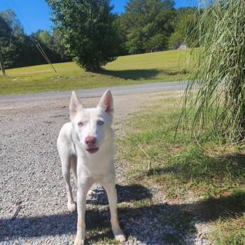 Snow -  Siberian Husky Dog for Adoption in Manhasset, New York - Snow | PetCurious