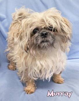 Murray -  Shih Tzu and Mixed Breed Dog for Adoption in Mason, Michigan - Murray | PetCurious