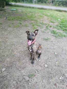 German Shepherd Dog Dogs Available for Adoption - Monet | PetCurious