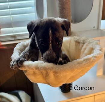 Australian Cattle Dog Blue Heeler and Beagle Dogs Available for Adoption - Gordon | PetCurious