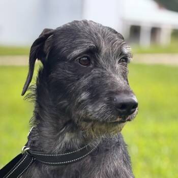 Rescue Standard Poodle and Terrier Dogs for Adoption in Rochester, Minnesota - Evangeline The Toodle | PetCurious