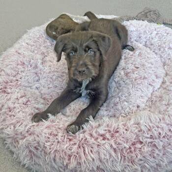 Mixed Breed Dogs Available for Adoption - Dove | PetCurious