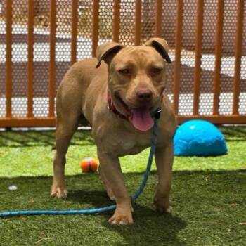 CHARLIE BROWN -  Pit Bull Terrier Dog for Adoption in Las Vegas, Nevada - CHARLIE BROWN | PetCurious