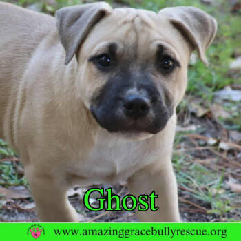 Rescue Pit Bull Terrier Dogs for Adoption in Pensacola, Florida - Ghost | PetCurious
