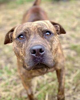 Rescue Labrador Retriever Dogs for Adoption in Warwick, Rhode Island - HAGRID-Local | PetCurious