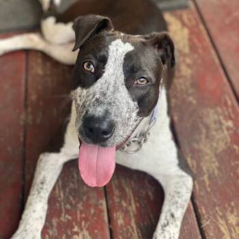 Rescue Australian Cattle Dog Blue Heeler and Pit Bull Terrier Dogs for Adoption in Monroe, Michigan - Brookie | PetCurious