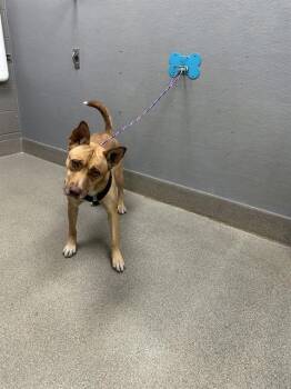 SHARPAY -  German Shepherd Dog Dog for Adoption in Las Vegas, Nevada - SHARPAY | PetCurious
