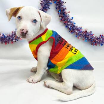760 (2026) -  Boxer and Pit Bull Terrier Dog for Adoption in Parker, Colorado - 760 (2026) | PetCurious