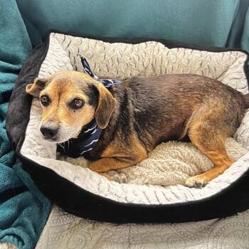 Griffen -  Mixed Breed Dog for Adoption in Charleston, West Virginia - Griffen | PetCurious