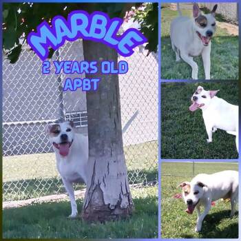 MARBLE -  Pit Bull Terrier Dog for Adoption in Lawrence, Indiana - MARBLE | PetCurious