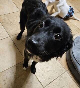 Australian Shepherd and Mixed Breed Dogs Available for Adoption in Severance, Colorado - Ebony | PetCurious