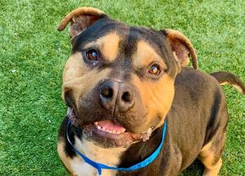 A551844 -  Pit Bull Terrier and Mixed Breed Dog for Adoption in Moreno Valley, California - A551844 | PetCurious