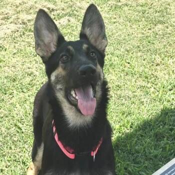 Zoey -  German Shepherd Dog Dog for Adoption in Lucas, Texas - Zoey | PetCurious