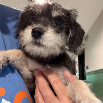 Wrenly 22774 -  Miniature Schnauzer and Terrier Dog for Adoption in Cumming, Georgia - Wrenly 22774 | PetCurious