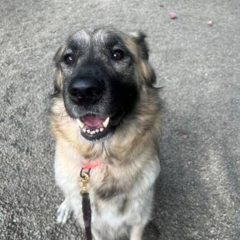 Lilac -  Anatolian Shepherd Dog for Adoption in Port Townsend, Washington - Lilac | PetCurious