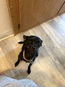 Rescue Chihuahua Dogs for Adoption in Woodland, California - Nyx | PetCurious