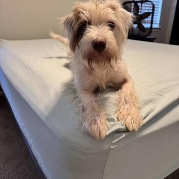 Rescue Border Terrier Dogs for Adoption in Sanford, North Carolina - JJ | PetCurious