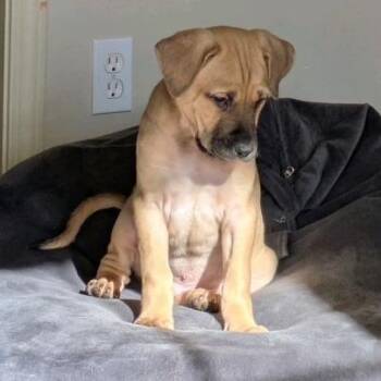 Willie -  Pit Bull Terrier and Great Pyrenees Dog Available for Adoption in Kansas City, Missouri - Willie | PetCurious