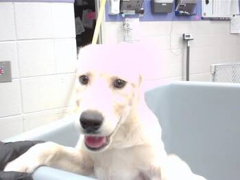 Labrador Retriever Dogs Available for Adoption in Omaha, Nebraska - LIL