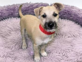 ELISA -  Yorkshire Terrier and Chihuahua Dog for Adoption in Fort Lauderdale, Florida - ELISA | PetCurious
